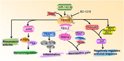 Diverse Roles of F-BoxProtein3 in Regulation of Various Cellular Functions